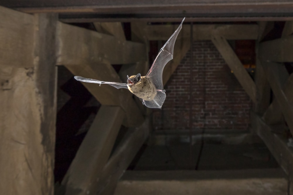 Professional bat removal and exclusion services in Toronto